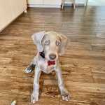 Excelente Weimaraner LOP