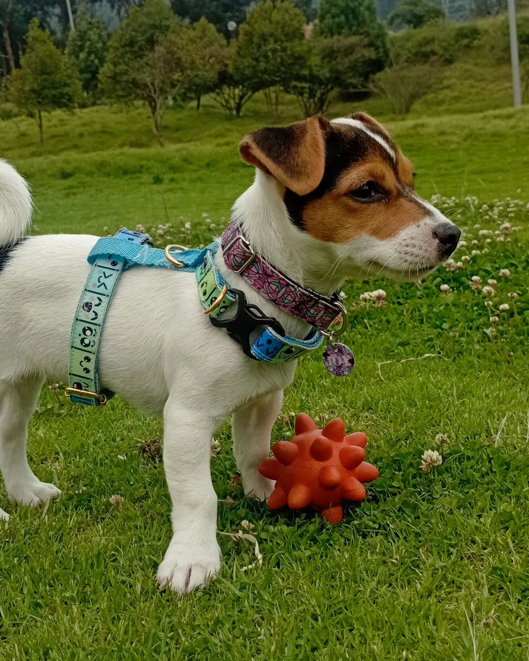 Jack Russell Terrier disponiveis