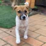qualidade Jack Russell Terrier