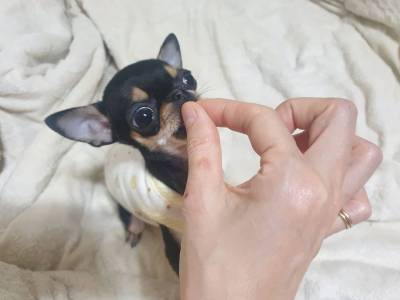 Chihuahua disponveis para entrega