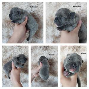Bulldog francs lindos filhotes