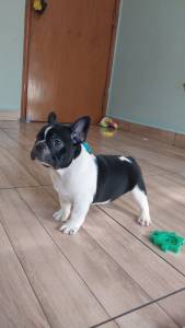 Bulldog francs lindos filhotes