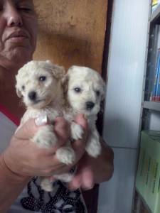 filhotes de poodle fmea