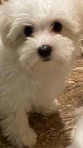 Bichon Maltes