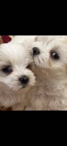 Bichon Maltes