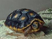 Filhotinhos de jabuti damos total auxlio ao seu animal