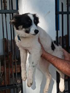 border collie