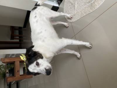 Adoo Cadela com um