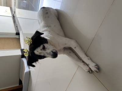 Adoo Cadela com um