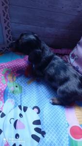 dachshund teckel  miniatura  arlequim e black