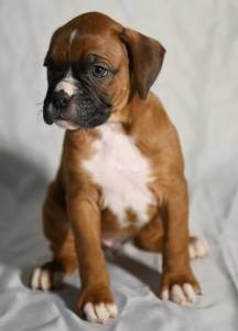 Boxer