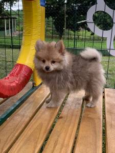 Filhotes de Spitz alemo criados por mdica veterinria