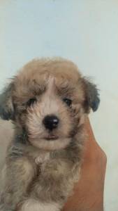 Poodle