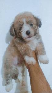 Poodle
