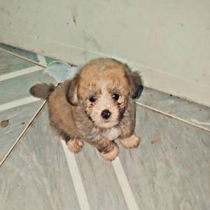 Poodle