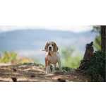 Cachorros Beagle Tricolor - Campe�es Internacionais - LOP e Afixo