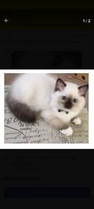 FILHOTE RAGDOLL