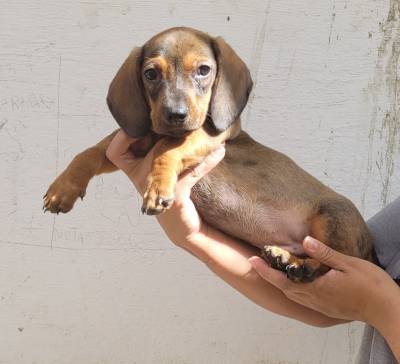 Filhote de Dachshund salsicha