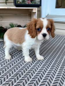 Cavalier King Charles