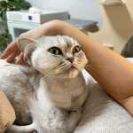 exemplar gatinhos persas dispon�veis