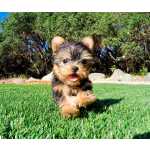 Excelente Cachorros Yorkshire Terrier