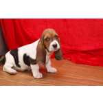 Basset Hound Bicolores