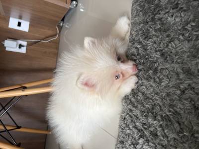 Spitz alemo branco olho verde