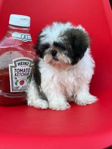 Shih-tzu