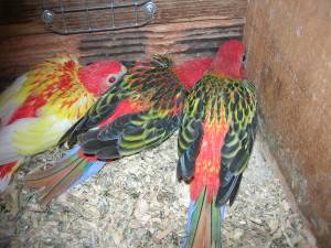 Filhote de Rosela Manso