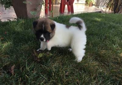 Ninhada de Akita cachorros