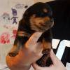 Excelente cachorros Rottweiler disponivel