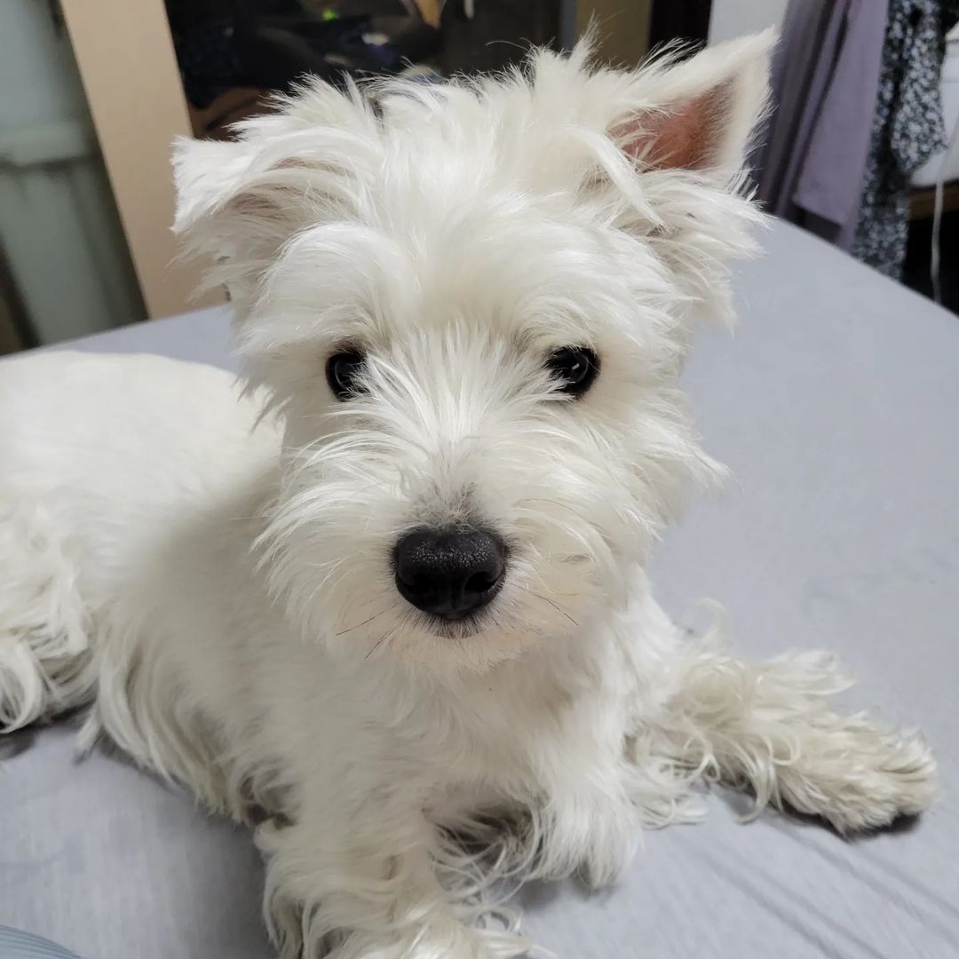 venda cachorros West Highland White Terrier