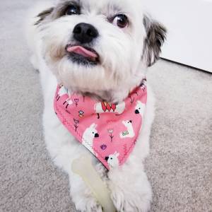 machos e femeas Lhasa Apso disponiveis