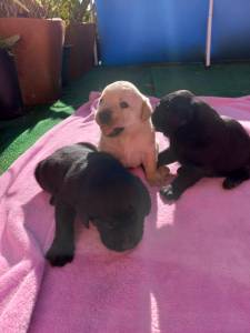 Labrador retriever
