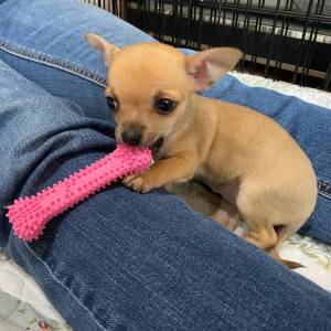 Macho e fêmea Chihuahua criados em ambiente familiar