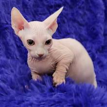 Gatinhos Sphynx