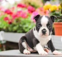 Machos e femeas Boston Terrier disponvel