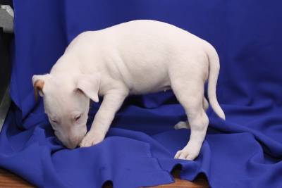 Excelente Bull Terrier Cachorros Disponivel
