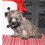 Cairn Terrier