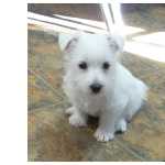 Vendo West Highland White Terrier puros