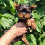 Yorkshire terrier disponveis