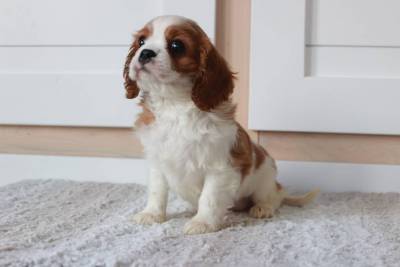 Cavalier king charles