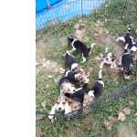 Lindos cachorros beagles tricolor 