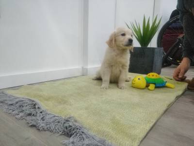 Golden Retriever macho
