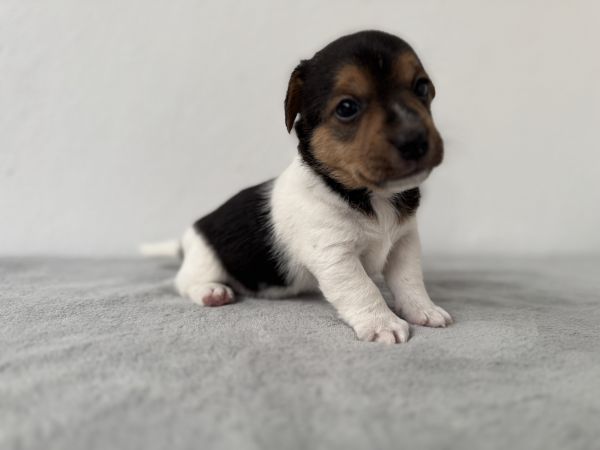 Jack Russel Terrier