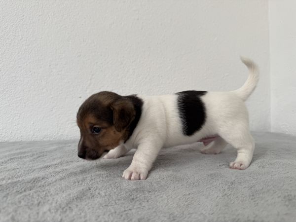 Jack Russel Terrier