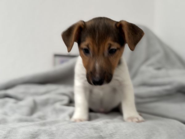 Jack Russel Terrier