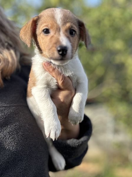 Jack Russel Terrier