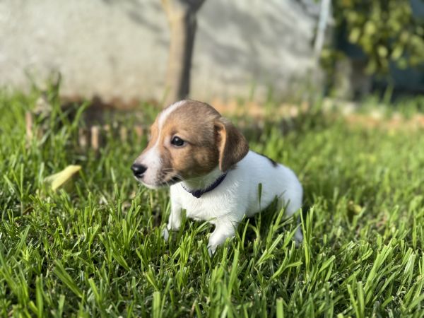 Jack Russel Terrier