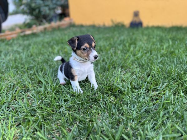 Jack Russel Terrier